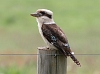 J17_3532 Kookaburra